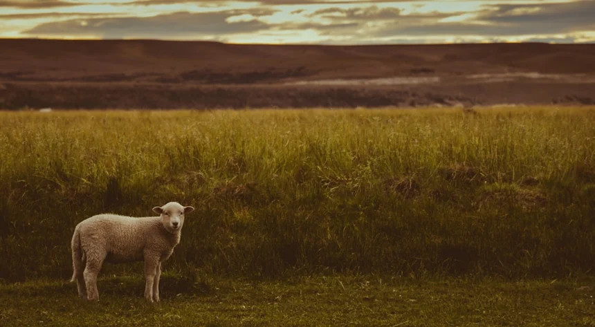 Lamb